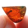 Rare Breached Millipede In Dominican Amber