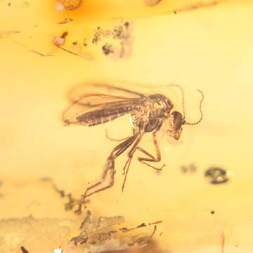 Baltic Two Biting Midges In Dominican Amber