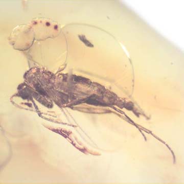 Baltic Two Fungus Gnats In Dominican Amber Baltic Two Fungus Gnats In Dominican Amber
