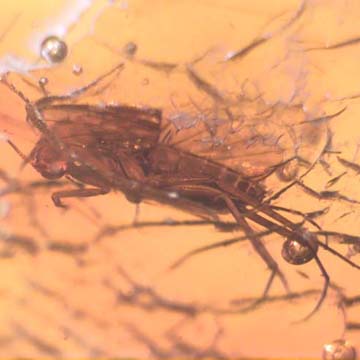 Baltic Two Fungus Gnats In Dominican Amber Baltic Two Fungus Gnats In Dominican Amber