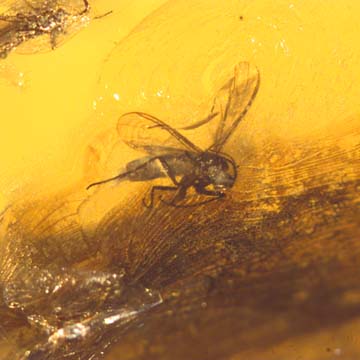 Baltic Two Fungus Gnats In Dominican Amber Baltic Two Fungus Gnats In Dominican Amber