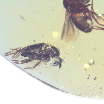 Baltic Two Long Legged Flies In Dominican Amber Baltic Two Long Legged Flies In Dominican Amber