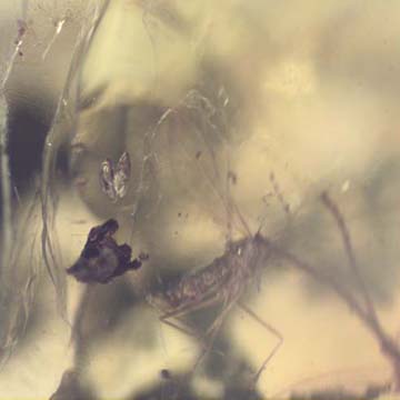 Rare Two Eggs And Gall Midge In Dominican Amber