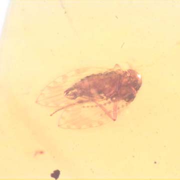 Rare Two Eggs And Moth Fly In Dominican Amber