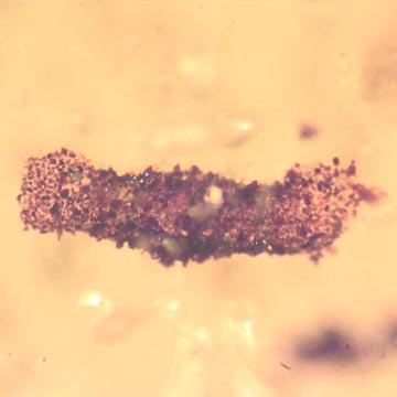 Rare Two Larval Case Of Tineid Moth In Dominican Amber. Rare Two Larval Case Of Tineid Moth In Dominican Amber.
