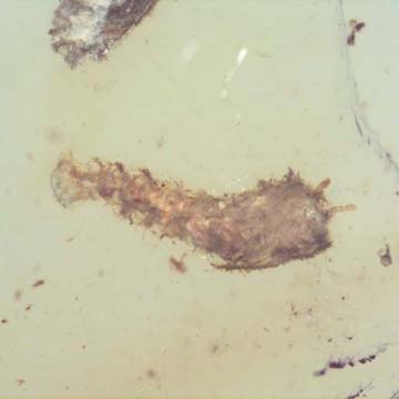 Rare Two Millipede In Dominican Amber. Rare Two Millipede In Dominican Amber.