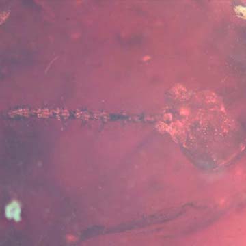 Rare Two Millipede In Dominican Amber Rare Two Millipede In Dominican Amber