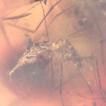 Rare Two Mosquitos In Dominican Amber Rare Two Mosquitos In Dominican Amber