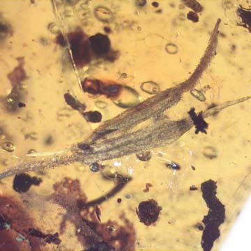 Rare Two Unusual Flower Bud In Dominican Amber Rare Two Unusual Flower Bud In Dominican Amber