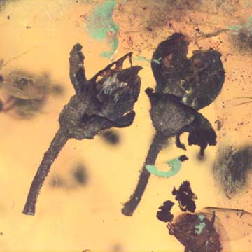 Rare Two Unusual Flower In Dominican Amber Rare Two Unusual Flower In Dominican Amber