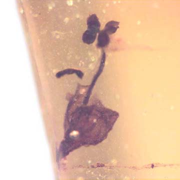 Rare Two Unusual Flower With Stamen And Caddisfly With Seven Eggs In Dominican Amber