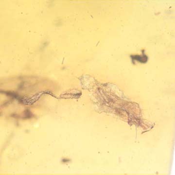 Rare Two Well Preserved Flower Stamen And Leaf In Dominican Amber Rare Two Well Preserved Flower Stamen And Leaf In Dominican Amber
