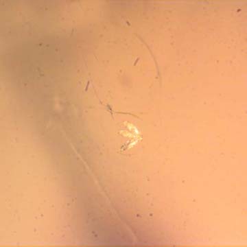 Rare Three Eggs, Winged Termite And Cricket In Dominican Amber. Rare Three Eggs, Winged Termite And Cricket In Dominican Amber.