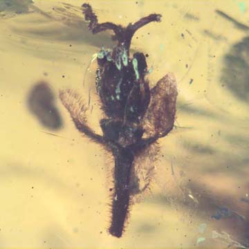 Rare Three Unusual Flowers In Dominican Amber Rare Three Unusual Flowers In Dominican Amber