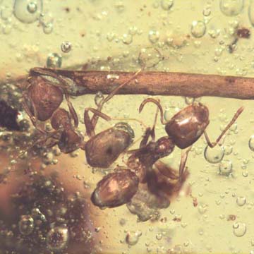 Rare Three Worker Ants One Clinging On A Stem In Dominican Amber Rare Three Worker Ants One Clinging On A Stem In Dominican Amber