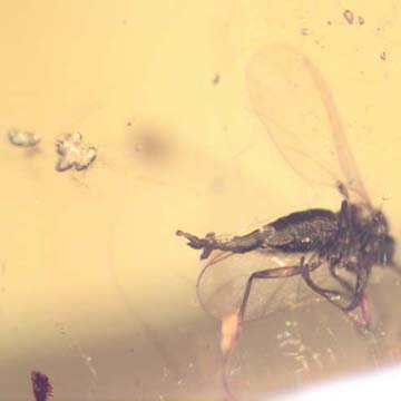 Rare Four Eggs And Fungus Gnat In Dominican Amber Rare Four Eggs And Fungus Gnat In Dominican Amber