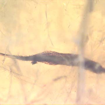 Rare Four Unusual Flower Stamen In Dominican Amber Rare Four Unusual Flower Stamen In Dominican Amber