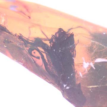 Rare Four Unusual Flowers And Bunch Of Flower Stamen In Dominican Amber Rare Four Unusual Flowers And Bunch Of Flower Stamen In Dominican Amber