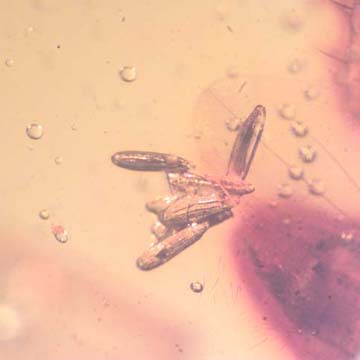 Rare Six Eggs, Scuttle Fly And Gall Midge In Dominican Amber