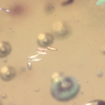 Rare Six Eggs In Dominican Amber