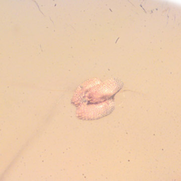 Rare Nine Eggs In Dominican Amber