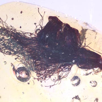 Rare Accacia Flowers In Dominican Amber Rare Accacia Flowers In Dominican Amber