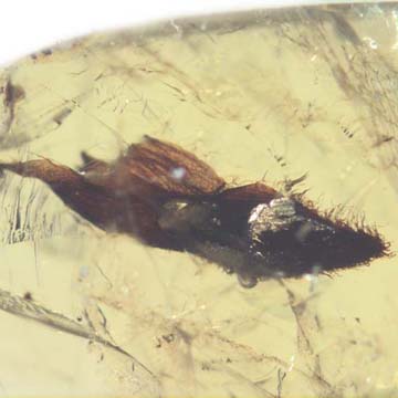 Rare Winged Seed In Dominican Amber. Rare Winged Seed In Dominican Amber.