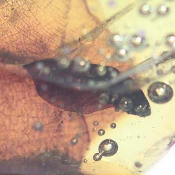 Rare Winged Seed In Dominican Amber Rare Winged Seed In Dominican Amber