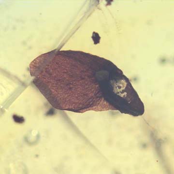 Rare Accacia Seed In Dominican Amber.