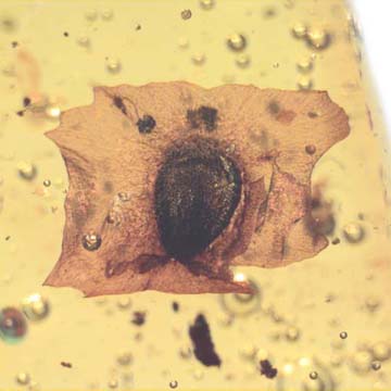 Rare Accacia Seed In Dominican Amber. Rare Accacia Seed In Dominican Amber.