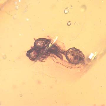 Rare Ant Pupa In Dominican Amber Rare Ant Pupa In Dominican Amber