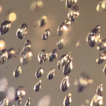Rare Awesome Field Of Bubbles And Scelionid Wasp In Dominican Amber Rare Awesome Field Of Bubbles And Scelionid Wasp In Dominican Amber