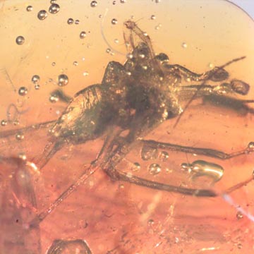 Rare Awesome Spider In Dominican Amber. Rare Awesome Spider In Dominican Amber.