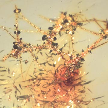 Rare Moth Fly With Eggs In Dominican Amber Rare Moth Fly With Eggs In Dominican Amber
