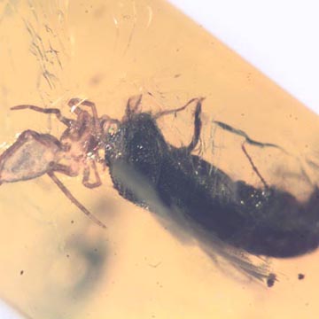 Rare Bark Beetle Bittin By Spider In Dominican Amber. Rare Bark Beetle Bittin By Spider In Dominican Amber.