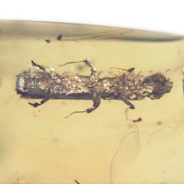 Rare Bark Beetle With Lots Of Mite Clinging On It In Dominican Amber