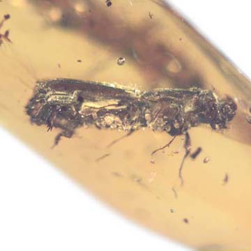 Rare Bark Beetle With Lots Of Mite Clinging On It In Dominican Amber. Rare Bark Beetle With Lots Of Mite Clinging On It In Dominican Amber.