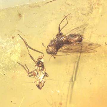 Rare Barklouse Chasing Leafhopper In Dominican Amber Rare Barklouse Chasing Leafhopper In Dominican Amber