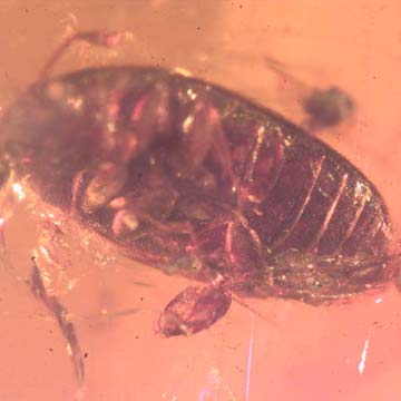 Rare Beetle With Egg And Gall Midge In Dominican Amber. Rare Beetle With Egg And Gall Midge In Dominican Amber.