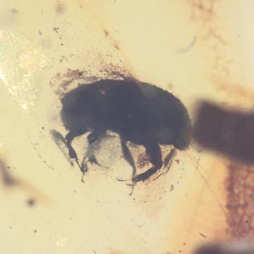 Rare Beetle With Mite Clinging On Its Leg In Dominican Amber