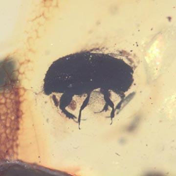 Rare Beetle With Mite Clinging On Its Leg In Dominican Amber.