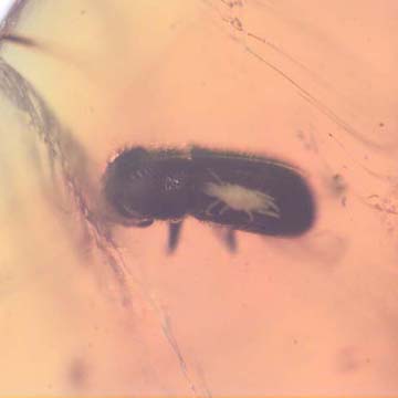 Rare Beetle With Mite Riding At The Back In Dominican Amber