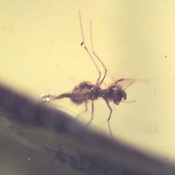 Rare Biting Midge With Two Eggs In Dominican Amber. Rare Biting Midge With Two Eggs In Dominican Amber.