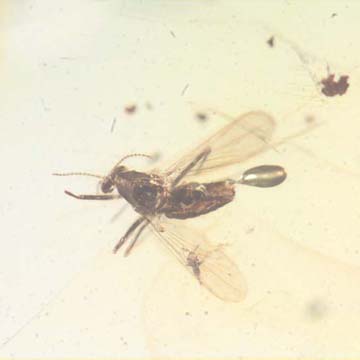 Rare Biting Midge With Elongate Springtail Clinging On Its Wing In Dominican Amber