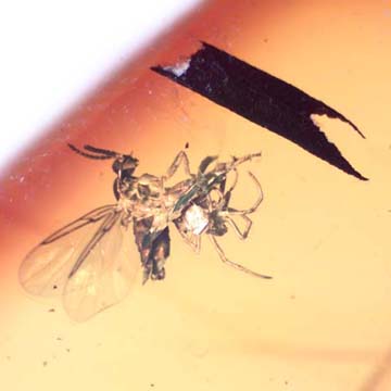 Rare Black Scavengerf Ly And Spider Fighting And Black Scavenger Fly In Dominican Amber Rare Black Scavengerf Ly And Spider Fighting And Black Scavenger Fly In Dominican Amber