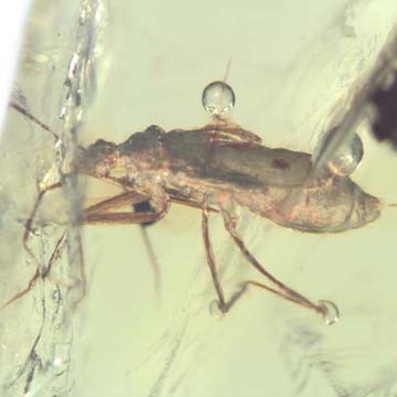 Rare Black Sucking Assasin Bug In Dominican Amber Rare Black Sucking Assasin Bug In Dominican Amber