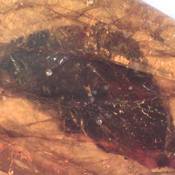 Rare Botanical And Worker Ant In Dominican Amber. Rare Botanical And Worker Ant In Dominican Amber.