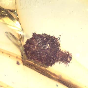 Rare Botanical In Dominican Amber Rare Botanical In Dominican Amber