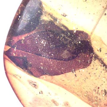 Rare Botanical In Dominican Amber Rare Botanical In Dominican Amber