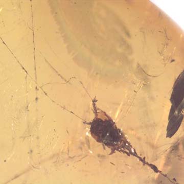 Rare Botanical Trapped In Web In Dominican Amber Rare Botanical Trapped In Web In Dominican Amber
